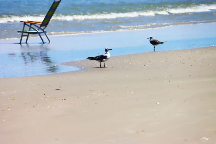 Gulls Standing ©
